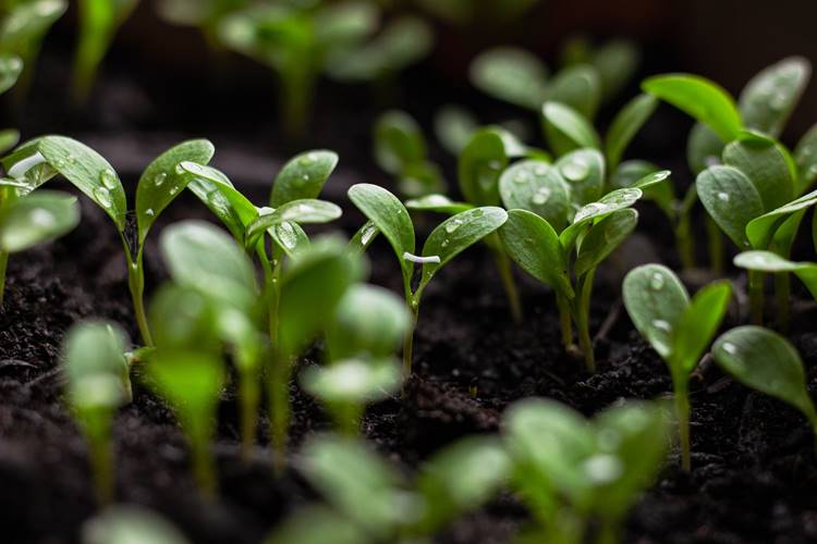 A Free PK készítményt ősszel vagy tavasszal juttassuk ki a növények csírázását követően a növekedési fázisban