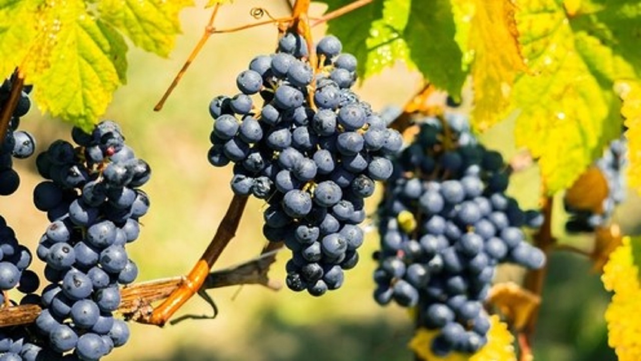 szőlőtőkén szőlő