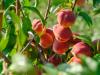 Megugró gyümölcsárak: ismét egyre népszerűbbek a „szedd magad