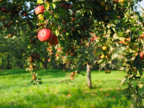 Már nem csak az idei termésről van szó – a jövő évi almatermésnek is annyi?  