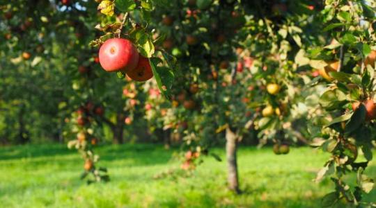 Már nem csak az idei termésről van szó – a jövő évi almatermésnek is annyi?  