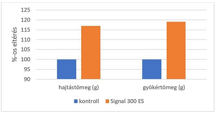 A hajtás- és gyökértömeg alakulása a kontroll, nem csávázott (kék) és a Signal 300 ES rovarölő csávázószerrel (narancssárga) kezelt parcellákon 