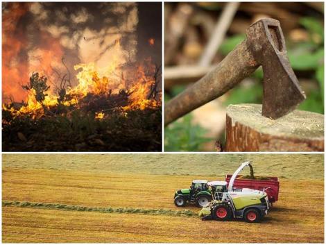 Pusztító tüzek, kedvező adóváltozások, hatalmas vita a fakitermelés körül
