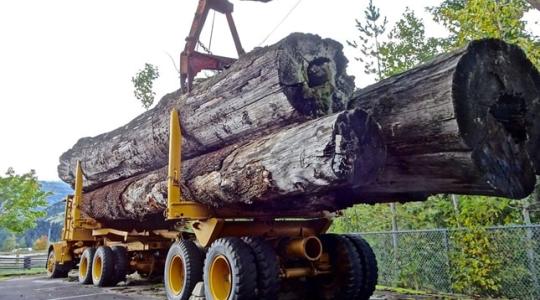 Meddig drágul még a faanyagok ára? 