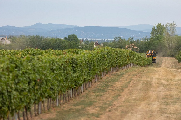 Szüret: Csabagyöngye szőlő gépi betakarítása a Dél-Balatoni régióban
