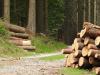 Megnyugtató hírek a fakitermelésről