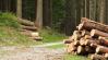 Megnyugtató hírek a fakitermelésről
