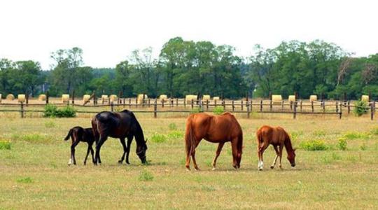 Fogyóban a szénakészlet – mit etessünk a lovainkkal?