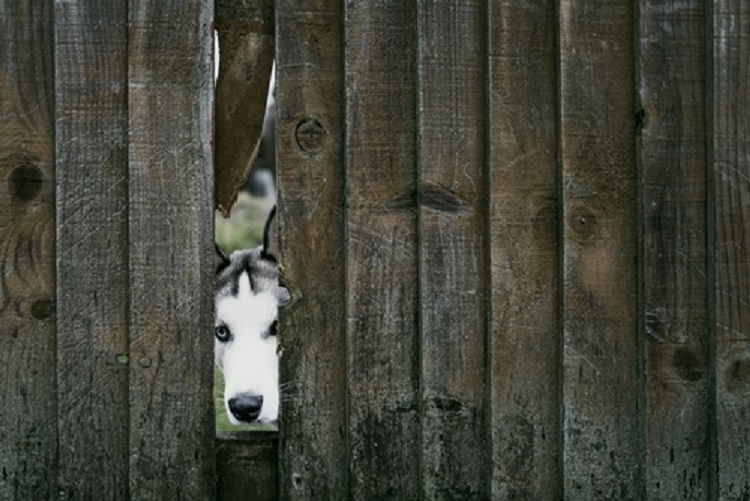 kutya kerítésen átnéz
