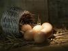 A nagy tojásdilemma: a ketreces vagy a mélyalmos éri meg jobban?