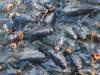 1,3 tonna döglött hal. Mi történik a Velencei-tavon?