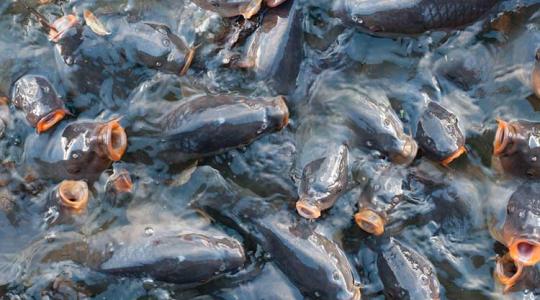 1,3 tonna döglött hal. Mi történik a Velencei-tavon?