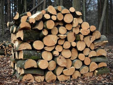 Megnövekedett a tűzifa iránti igény – vajon bírják a nyomást az erdészetek?