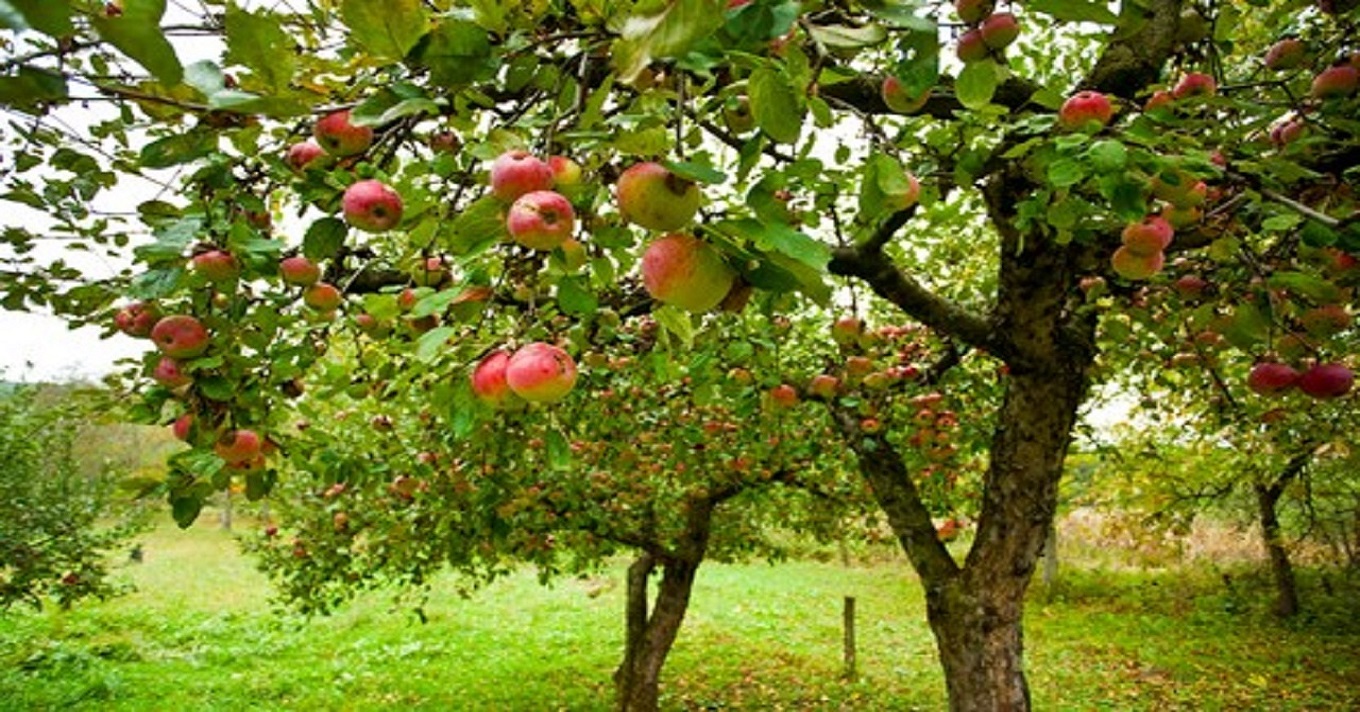 almafa gyümölcsfa
