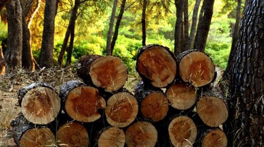 Tűzifaproblémák, hitelmoratórium, hamis növényvédő szerek, Alkotmánybíróságon a katatörvény Tűzifaproblémák, hitelmoratórium, hamis növényvédő szerek, Alkotmánybíróságon a katatörvény