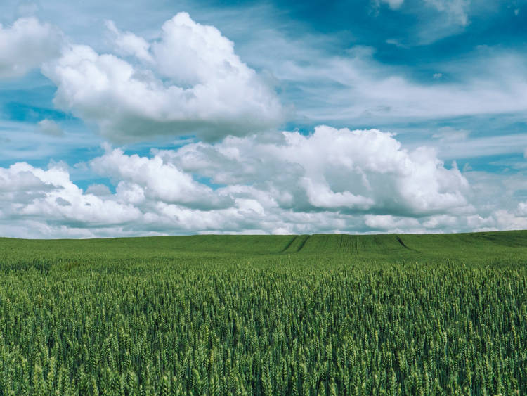 A Latifundist ukrán agrárgazdasági weboldal szerint az említett cégek (Monsanto, a DuPont és a Cargill) egyike sem szerepel a jelenlegi 100 legnagyobb ukrajnai földbirtokos között, amelyek közül a legnagyobb, az ukrán Kernel cég mintegy félmillió hektárral rendelkezik.