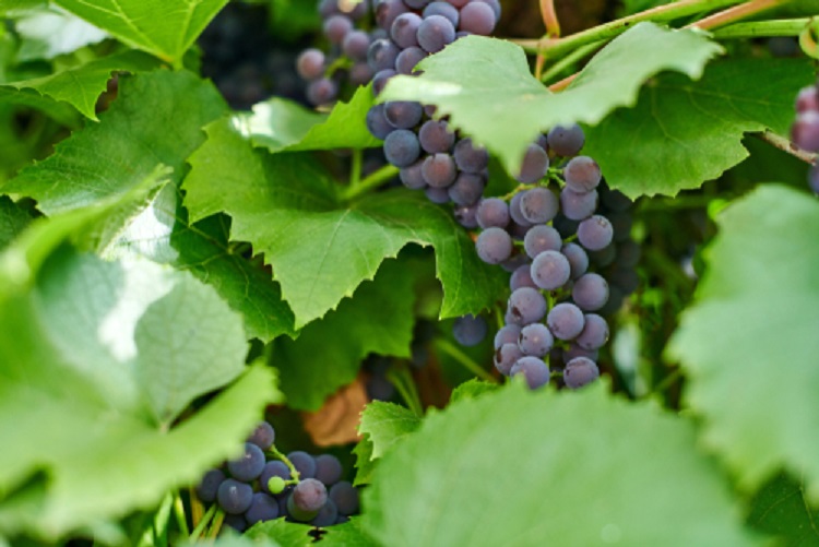 szőlő tőkén