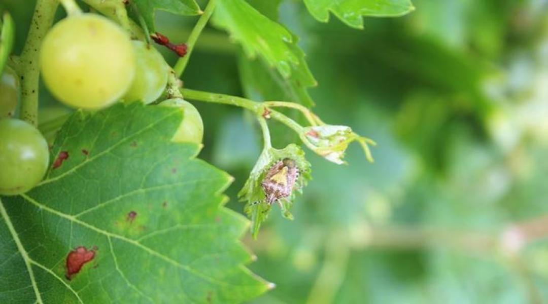 Szürkepenészes rothadás veszélyezteti a szőlőt – kertészeti növényvédelmi előrejelzés