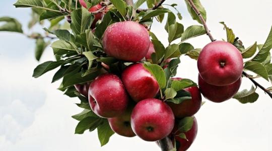 Fordulat az almatermesztésben – nagy dobásra készülnek a lengyelek