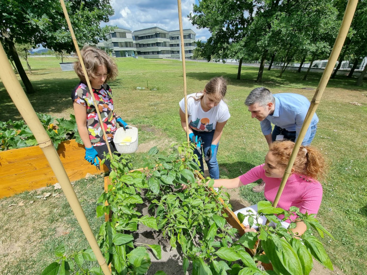 A Yettel új közösségi kertjét önkéntes munkatársak művelik, belső használatra termelnek és jótékonysági célokat is szolgálnak.