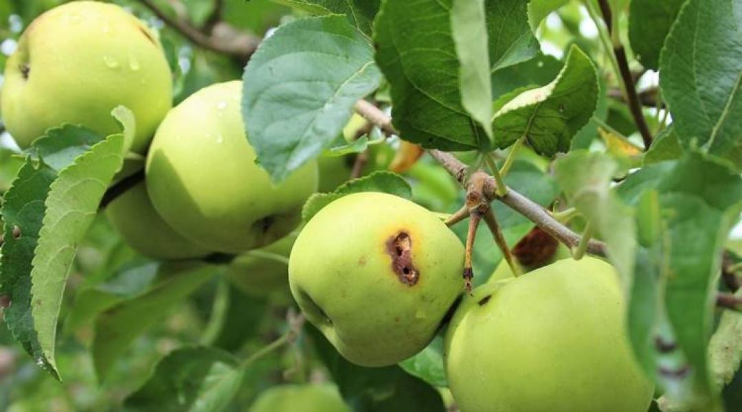 Erősödött a fertőzésveszély a gyümölcsösökben – kertészeti növényvédelmi előrejelzés