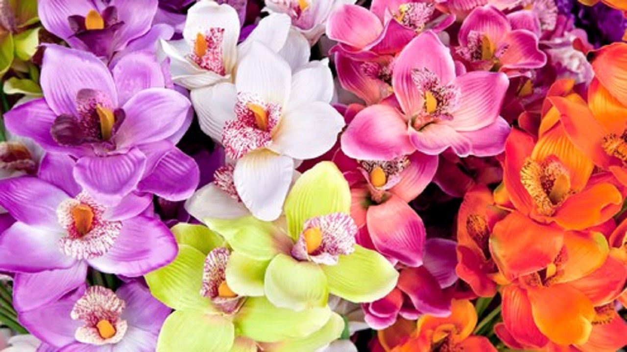 színes orchideák