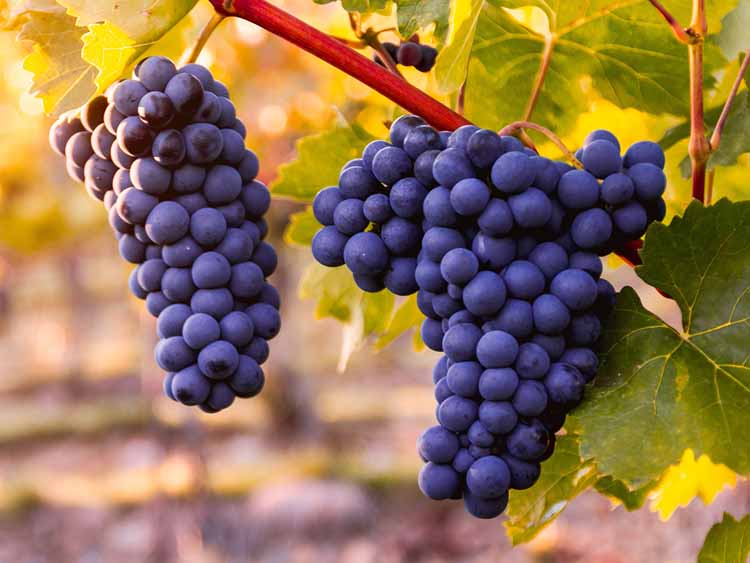 Megkezdődött a villányi borvidék jellegzetes kékszőlőfajtáinak szedése