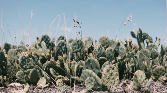 Szúrós betolakodók az Alföldön: kaktuszok fogják beteríteni a tájat? 