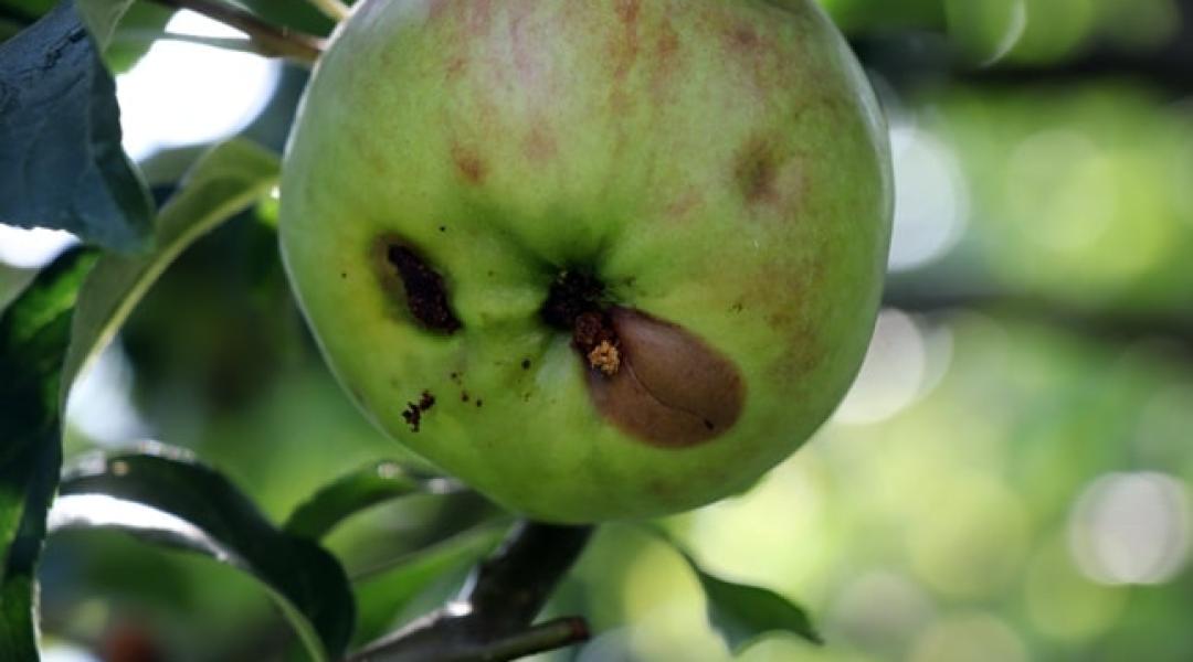 Növényvédelmi előrejelzés: Az alma és a dió rettegett ellensége most nagy károkat okozhat!