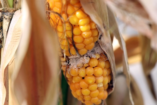 kukorica fuzáriumos fertőzése