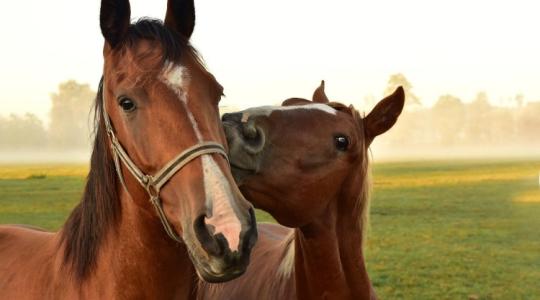 A lovak teljesen máshogy látják a világot – most láthatod, hogyan! – VIDEÓ
