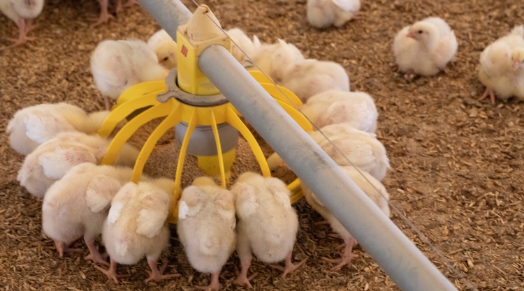 Az Alltech egy új metaanalízis eredményeit tette közzé, amely a Mycosorb alkalmazásának a brojler csirkék teljesítményére, túlélésére és környezeti fenntarthatóságára gyakorolt pozitív hatásait mutatja be.
