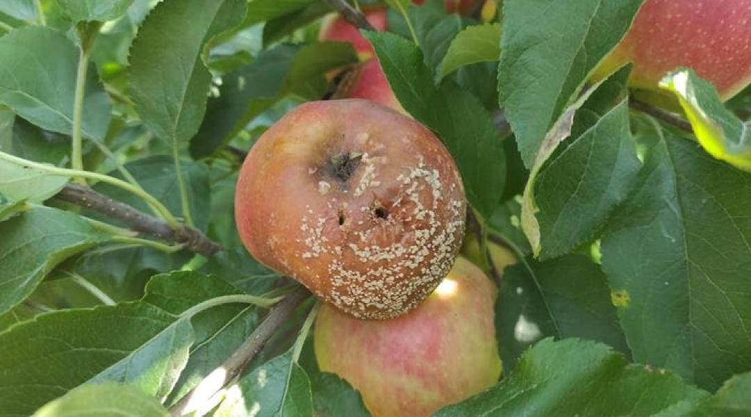 Terjednek a fertőzések, most ne hagyd magukra a gyümölcsfáidat – kertészeti növényvédelmi előrejelzés