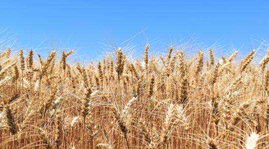 Váratlan bejelentés az orosz gabonáról és káliumtrágyáról