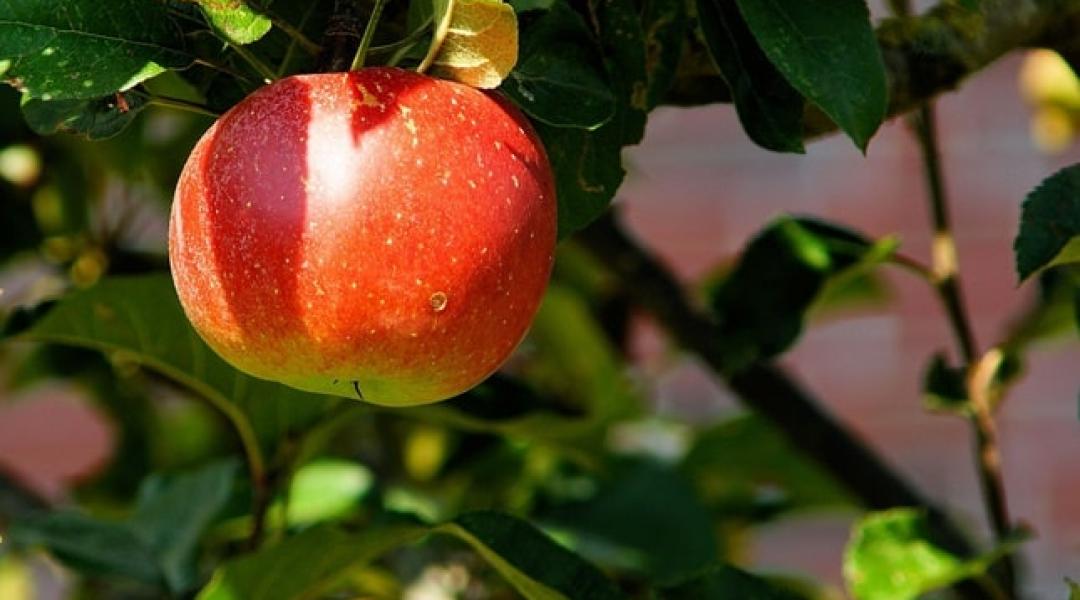 Nyugtalanító hírek az idei almatermésről 