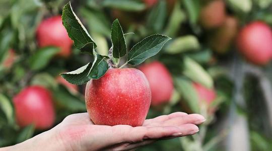 Érik az alma! Itt a nagy országos alma szedd magad lista! 2023