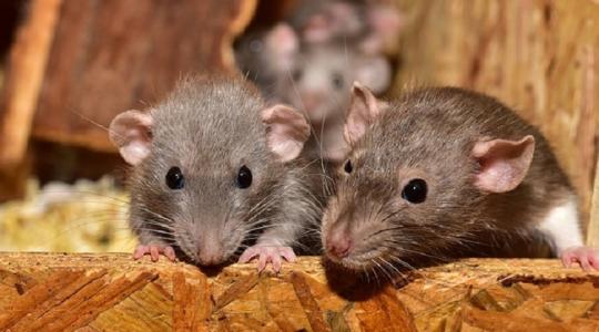 Ez a 19 tipp segít a patkányokkal és az egerekkel szemben!