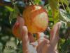 Veszélyben a lengyel almaszüret, még kevesebb vendégmunkás érkezhet