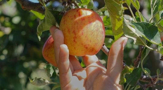 Veszélyben a lengyel almaszüret, még kevesebb vendégmunkás érkezhet