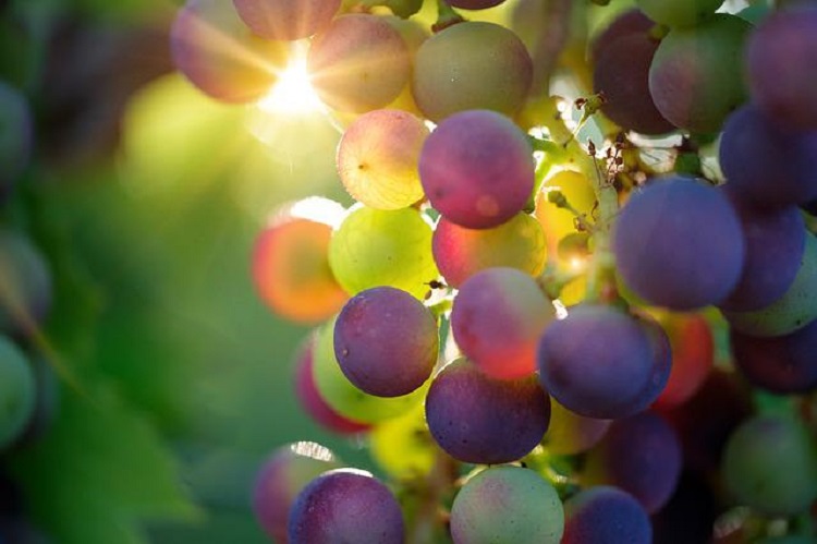 szőlő napfényben