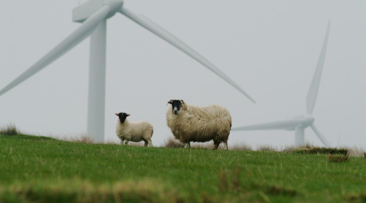 Jelentős a szél szerepe az úniós energiamixben, a juhokat a lapátok hangja sem zavarja