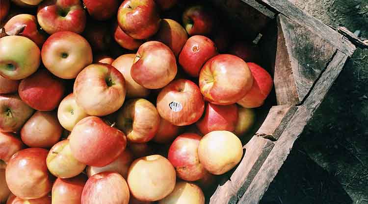 300-350 ezer tonnával az utóbbi 10 év leggyengébb almatermése várható