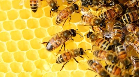 Egy különleges méz, ami áttörést hozhat súlyos tüdőbetegségek kezelésében