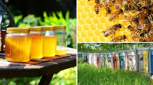 Ha méhész vagy, élned kell az új támogatási lehetőségekkel