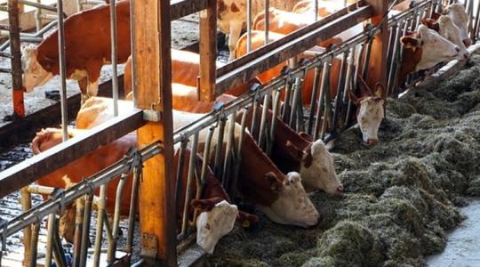Megjelent az a jogszabály, amire az állattenyésztők vártak