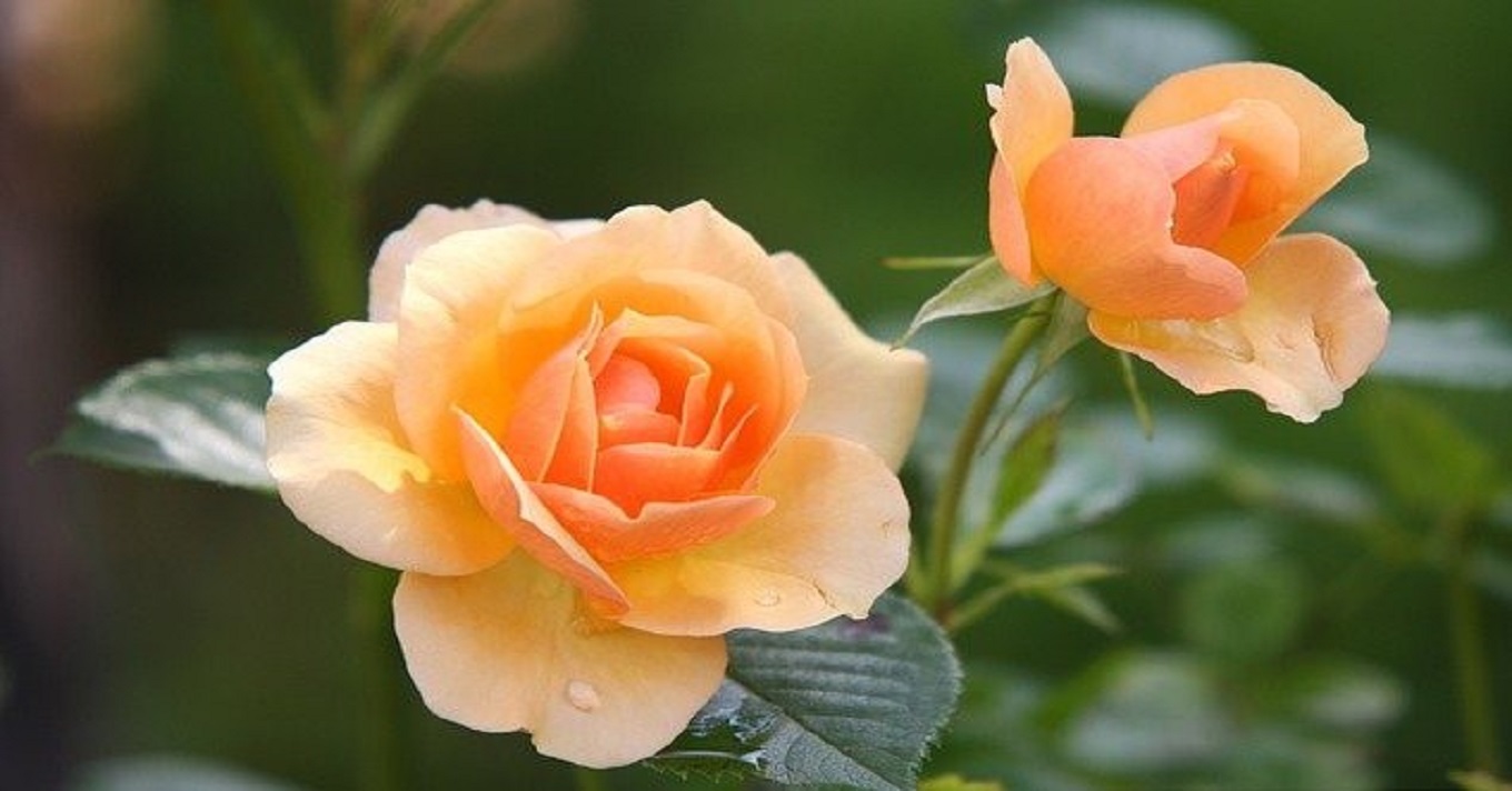 rózsa barackszínű