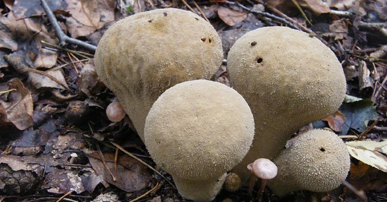 pöfeteg gombák
