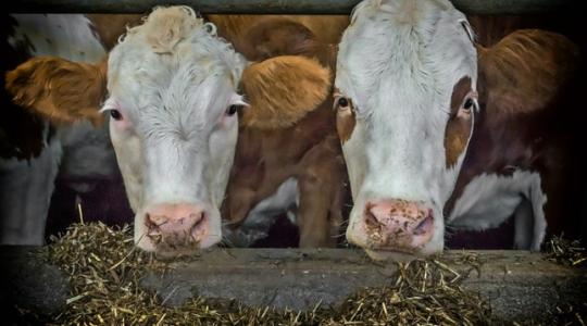 Az agrárforradalom két vesztese a tej és a hús lehet