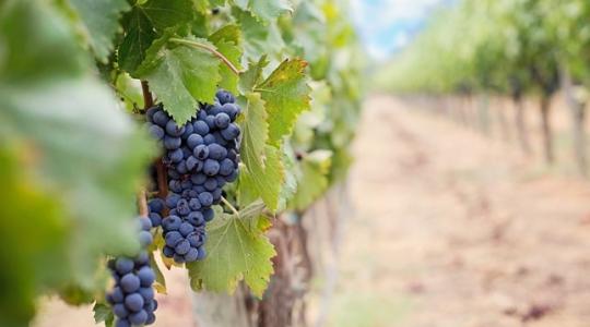 Célirányos védekezés a szőlőben – így lehet hatékonyabb a permetezés