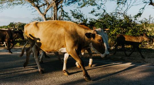 Szarvasmarhák ezreit engedték el az autópályán